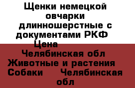 Щенки немецкой овчарки длинношерстные с документами РКФ › Цена ­ 20 000 - Челябинская обл. Животные и растения » Собаки   . Челябинская обл.